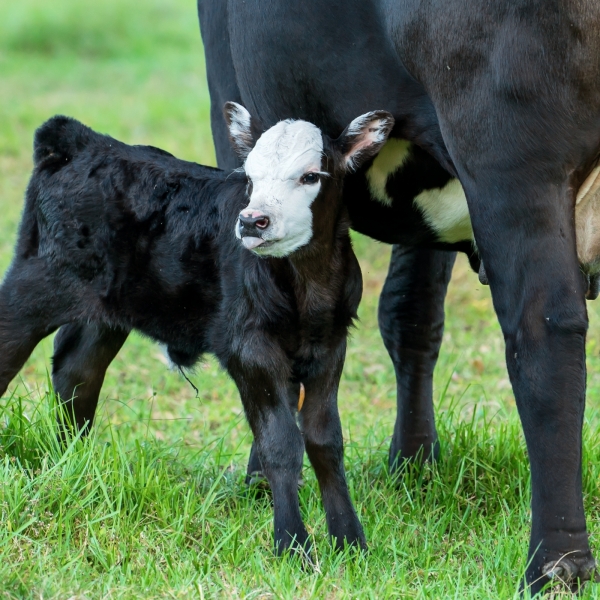 beef calf with cow in a field