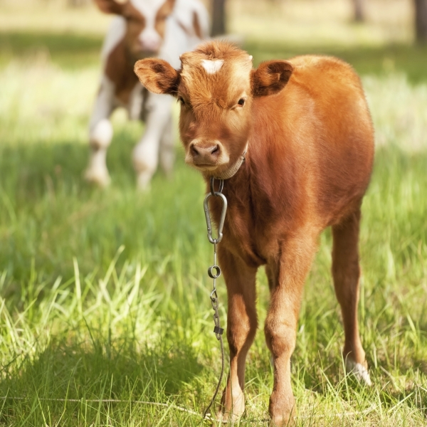 baby calf in a field