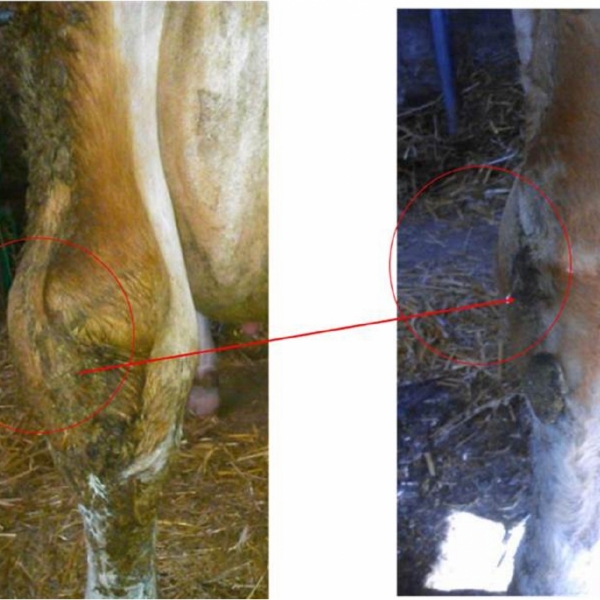 cow's hind leg before and after MCWF treatment